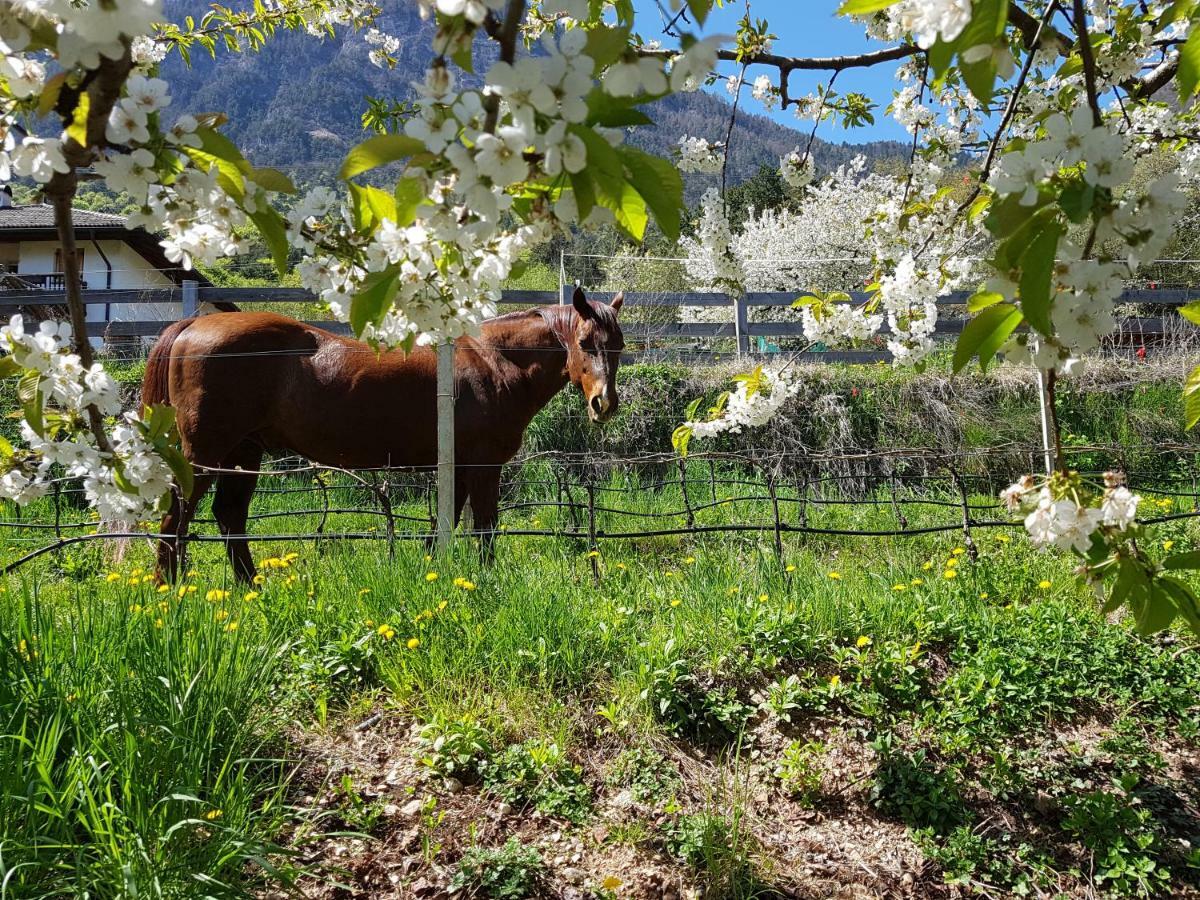 Apartmán Haus Tirol Caldaro Exteriér fotografie
